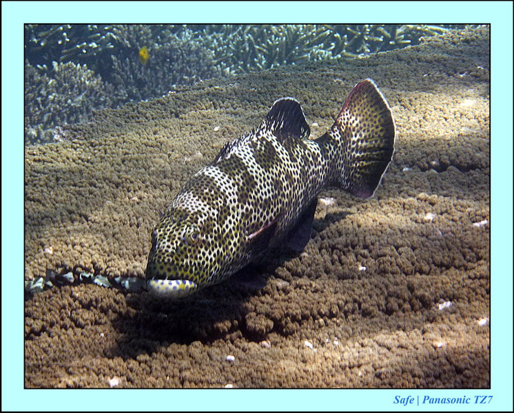 2011 - 08 - Borneo - Sipadan 070